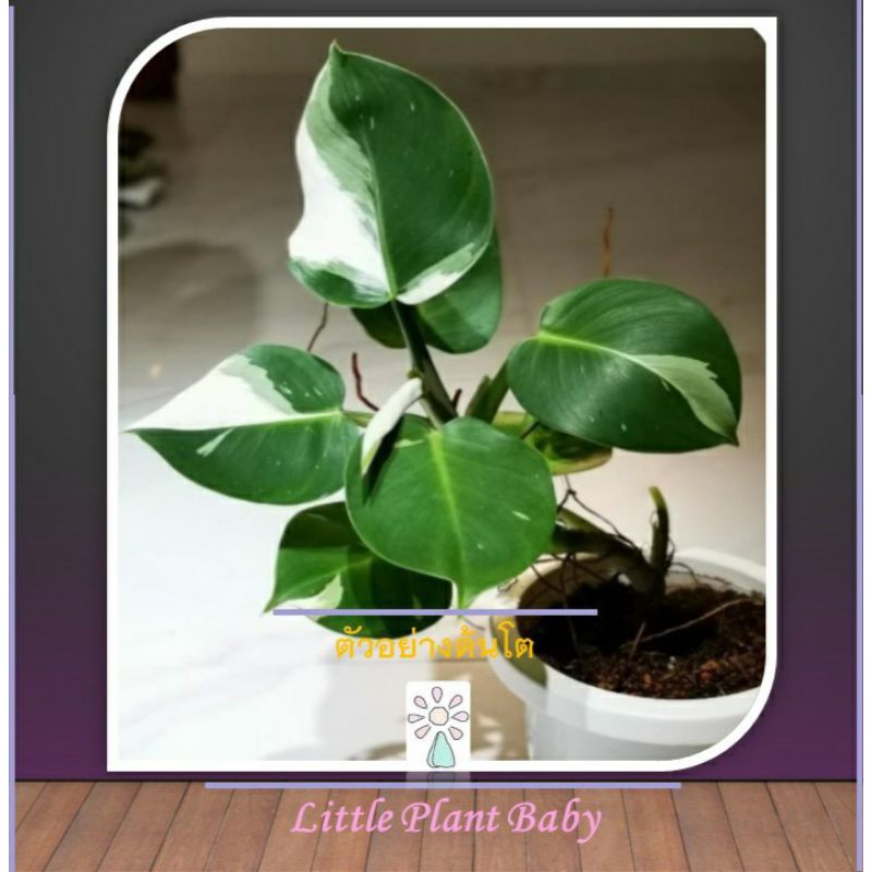 Philodendron White Wizard ฟิโลเดนดรอน ไวท์ วิสาจ (พ่อมดขาว ...