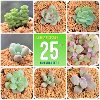 กุหลาบหินจิ๋ว กระถาง 2 นิ้ว ขนาดต้น 1.5-2 เซนติเมตร 1 ต้น G Succulents  Set 1  รู้สึกเล็กไป ไม่สบายใจ ไม่กดสั่งนะคะ