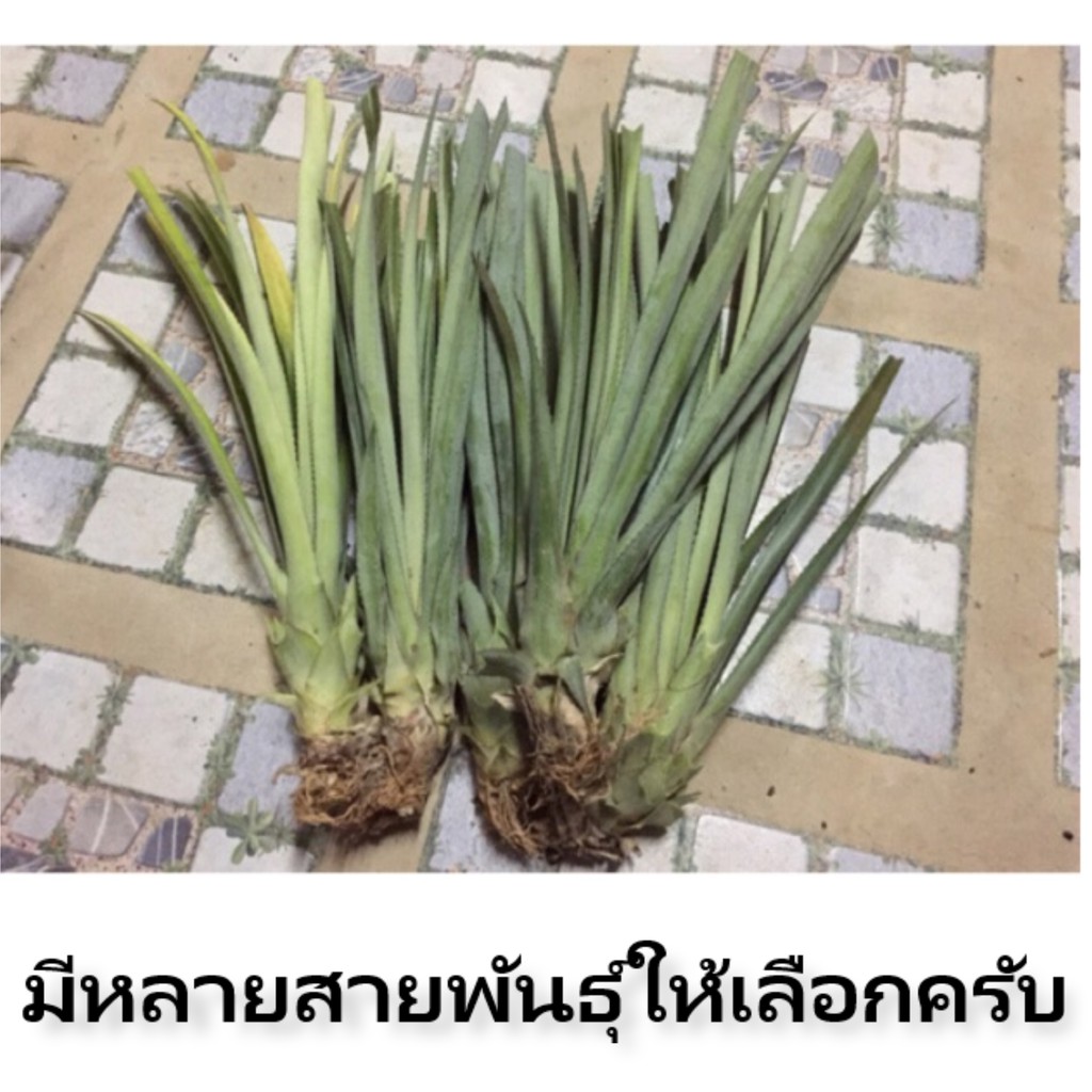 My Image 36