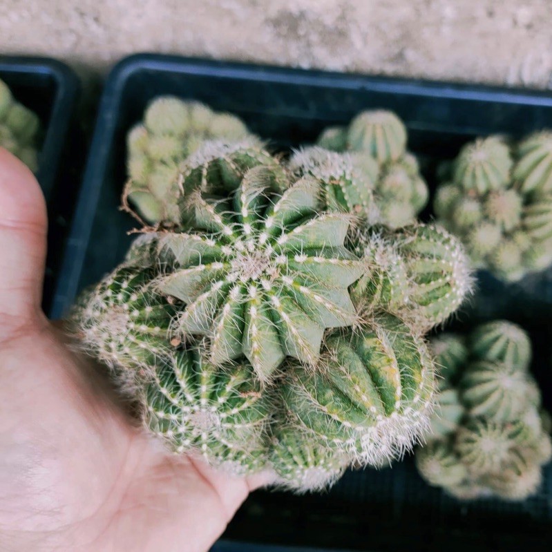 [ถูกสุด] Cactus มะเฟือง ฟอร์มกอ ขนาด 10-12 ซม กระบองเพชร แคคตัส