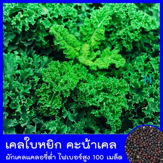 เมล็ดเคลใบหยิก 🌺พร้อมอุปกรณ์เพาะเมล็ด คะน้าเคลใบหยิก เคลใบหงิก Kale  50 เมล็ด ผักเคลแคลอรี่ต่ำ ไฟเบอร์สูง