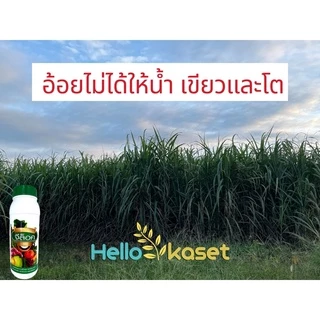 ฮอร์โมน เร่งใบเขียว เร่งแตกยอด จีล็อค ขนาด 1 ลิตร แพ็คเกจใหม่ เจริญเติบโต ช่วยการสร้างอาหาร