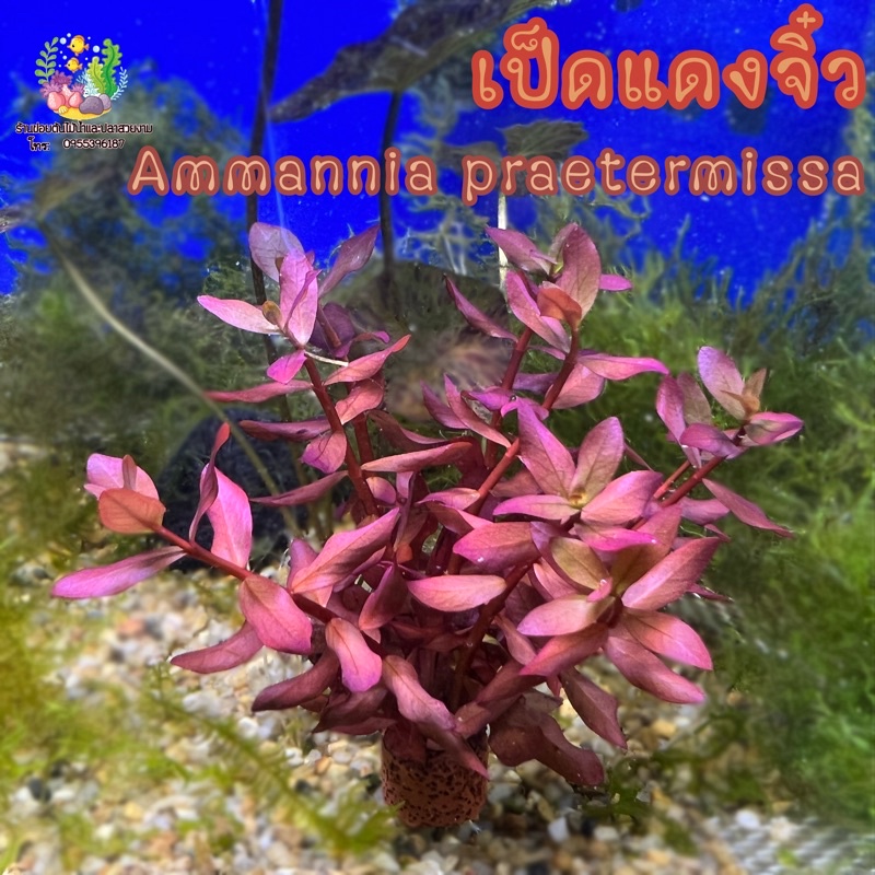 ซื้อ เป็ดแดง(จิ๋ว) Ammannia prsetermlssa🌱