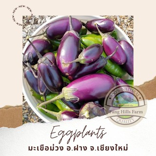 สินค้าหมดชั่วคราวคค่ะ มะเขือม่วง (Eggplant) น้ำหนัก 500 กรัม [สินค้าเกษตรชุมชน] ✅ มีการรับประกันสินค้าทั่วประเทศ