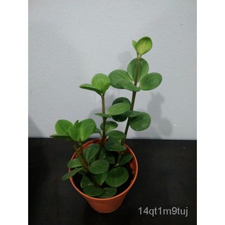 Peperomia Hope real plant indoor玫瑰/通心菜/帽子/文胸/香菜/母婴/园艺/花园/向日葵/裙子/ JW3U