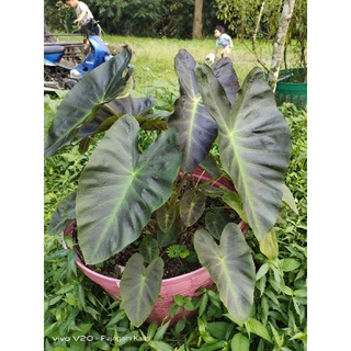 Colocasia Aloha โคโลคาเซีย อโลฮ่า