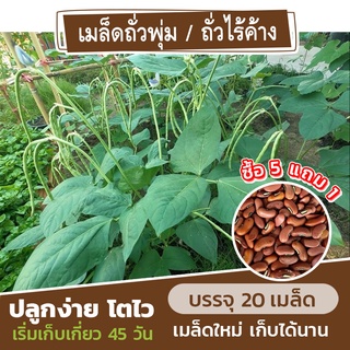 เมล็ดพันธุ์ถั่วพุ่ม ถั่วฝักยาวไร้ค้าง 20 เมล็ด แบ่งขาย (ซื้อ 5 แถม 1)