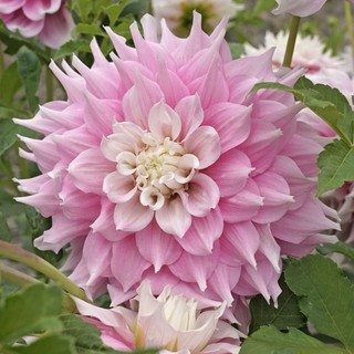 รักเร่ Dahlia สายพันธุ์ Gitts Perfection นำเข้าจากเนเธอร์แลน หัวสดใหม่ 1 หัว/ออเดอร์