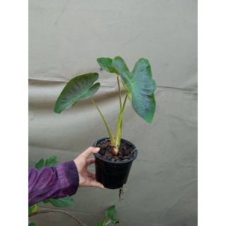 โคโลคาเซียอโลฮ่า Colocasia Aloha  ในกระถาง6นิ้ว