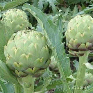 อินทรีย์ ต้น ดอก/เมล็ดพันธุ์ อาติโช้ค สีเขียว (Green Globe Artichoke Seed) บรรจุ 5 เมล็ด IX69