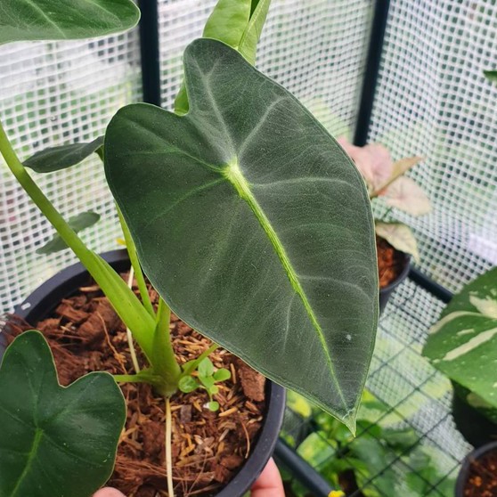 มุมมอง 2