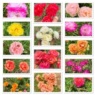 แพรเซี่ยงไฮ้ กล่องละ1 โลคละสีจ้า 10-20สีขึ้นจ้าตัดคละสี