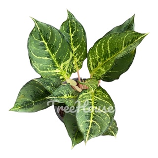 ลัคกี้ หรือ โชคดี ใบสีเขียว (Aglaonema lucky) กระถาง 6 นิ้ว