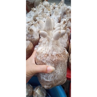 ก้อนเชื้อเห็ดโคนน้อยชุด 20 ก้อน มีคู่มือการดูแล มีสต๊อคพร้อม…