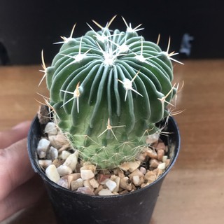 Echinofossulocactus คลื่นสมอง ไม้เพาะเมล็ด เพาะในไทย ไม่ใช่ไม้จีน แข็งแรงแน่นอน