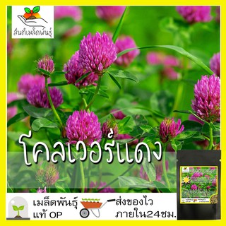 เมล็ดพันธุ์ โคลเวอร์สีแดง 500 เมล็ด Red Clover seed เมล็ดพันธุ์แท้ นำเข้าจากต่างประเทศ ปลูกผัก สวนครัว