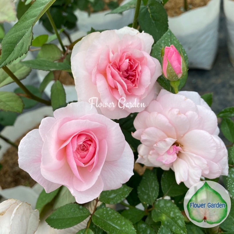 F561 กุหลาบ Prince Jardinier (พริ้น จาดีนเออร์) กลิ่นพีชหอมหวาน ถุงใหญ่