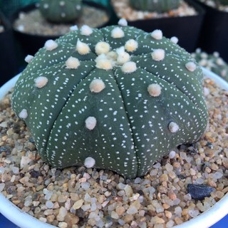 แอสโตรไฟตั้ม แอสทีเรียส แคคตัส ไซต์แม่พันธุ์  กระบองเพชร Astrophytum  แอสโตร ต้นกระบองเพชร ขนาด ต้น ใหญ่ ทรงสวย 6.5 cm