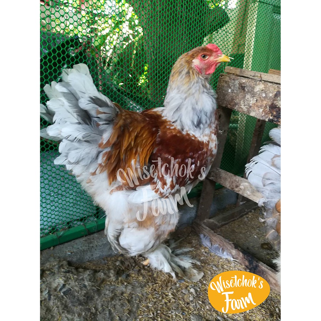 กระดูกป่น แท้ 5kg. ปุ๋ยกระดูกป่น ทำมาจากกระดูกไก่ป่น กระดูกหมูป่น กระดูกปลาป่น - รูปที่ 5