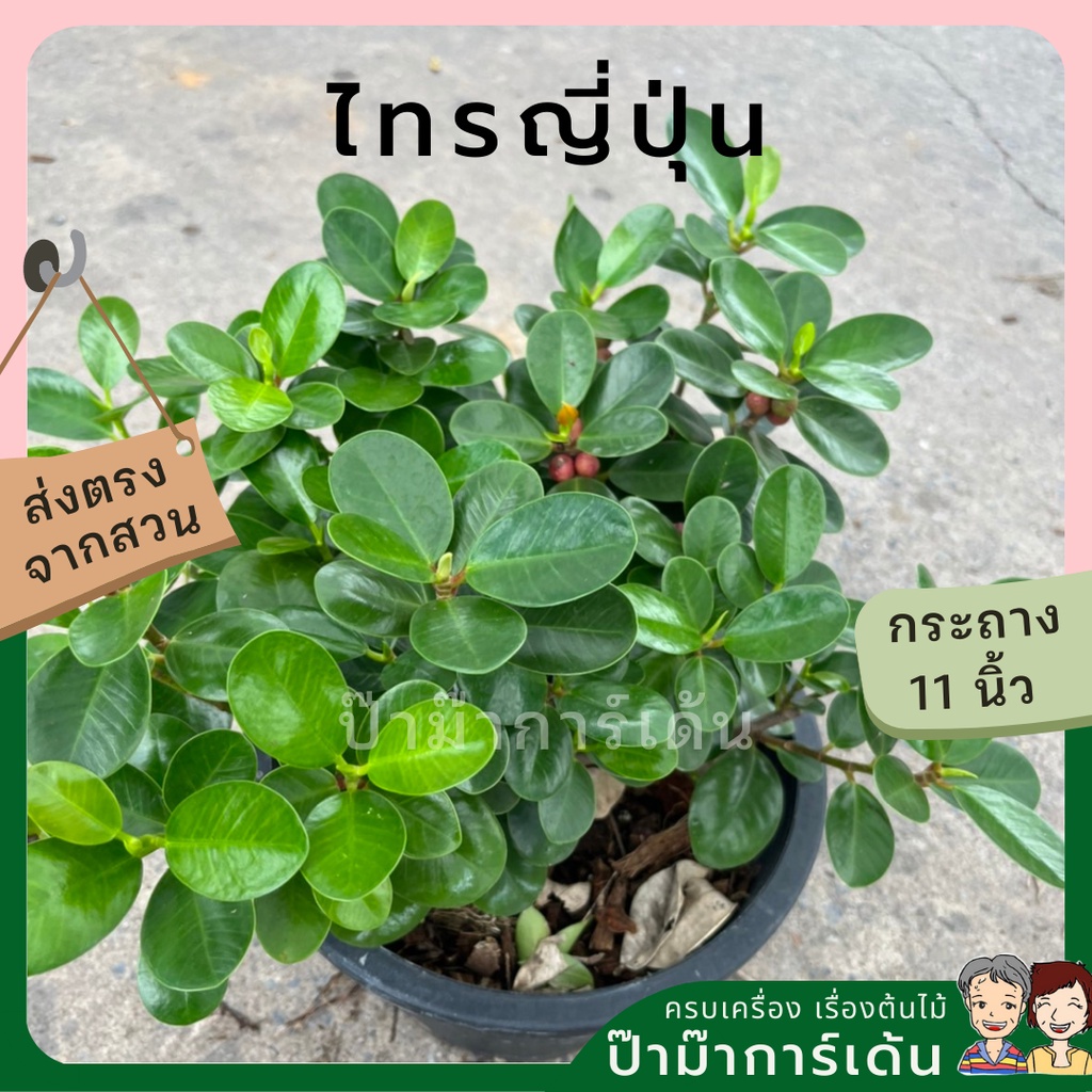 ไทรญี่ปุ่น ต้มไม้สำหรับทำบอนไซ