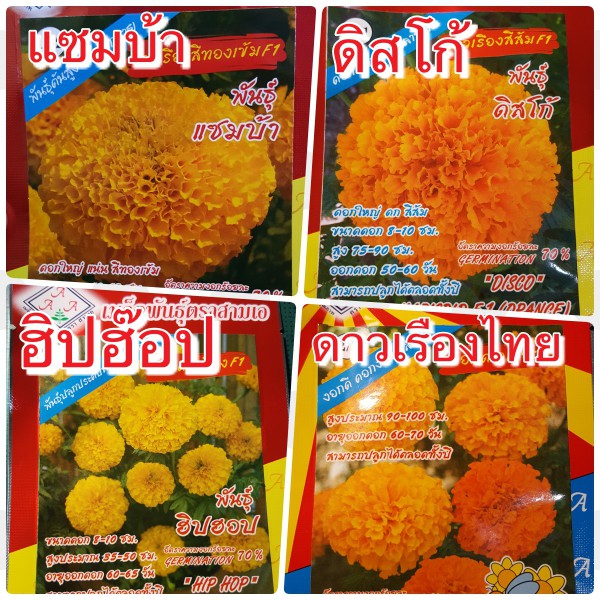 Best saller เมล็ดพันธุ์ ตรา 3A ดอกไม้ ดอกดาวเรือง 4 สายพันธุ์ยอดนิยม พันธุ์สีเหลืองF1 ฮิปฮอป สีส้มดิสโก้ ดาวเรืองไทย ดาวเรือง แซมบ้า เมล็ดฟ้าทะลายโจร เมล็ดแคนตัส เมล็ดผัก เมล็ดพืช กล้วยไม้