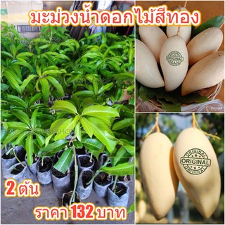 ต้นพันธุ์มะม่วงน้ำดอกไม้สีทอง 2 ต้น 132 บาท รับประกันสายพันธุ์แท้ ผลสีทองหวานอร่อย ติดผลภายใน 1 ปี สินค้าพร้อมส่ง