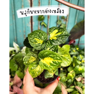 พลูกินหมากด่างเหลือง( betle piper variegated )