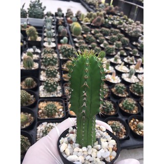 แคคตัส ยูโฟเบียอินคอนสแตนเตีย # Euphobia Inconstantia # Cactus #  #Cactus #กระบองเพชร#พืชทนแล้ง#ไม้ประดับ#ต้นไม้ทนแล้ง