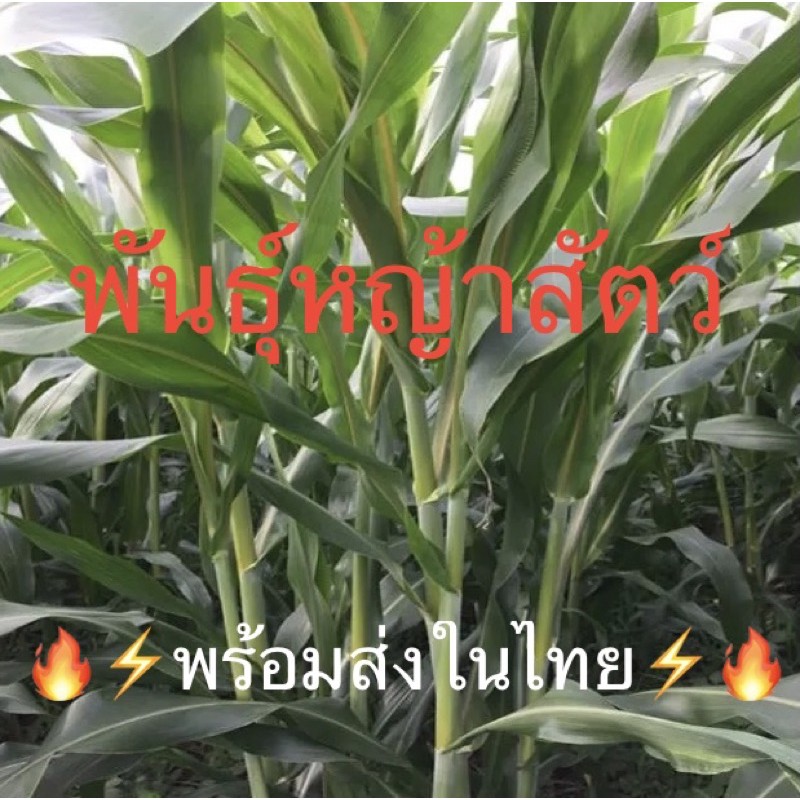 เมล็ดพันธุ์หญ้าบราซิลลำใหญ่หญ้าวัว(มาใหม่)งอก100%คัดพิเศษ ผลิตปีนี้สด ต้นหวานลำต้นใหญ่ วิตามินสูง