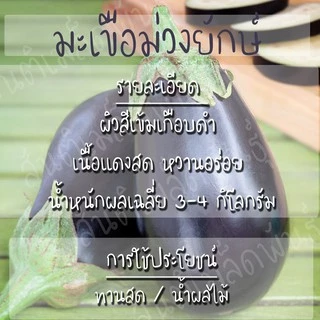 เมล็ดพันธุ์ มะเขือม่วงยักษ์ 150เมล็ด Black Beauty Eggplant Seed เมล็ดพันธุ์แท้ นำเข้าจากต่างประเทศ ปลูกผัก สวนครัว ถูกดี