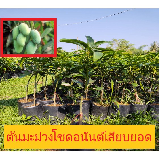 ต้นมะม่วงโชดอนันต์หรือมะม่วงสามฤดูเสียบยอด