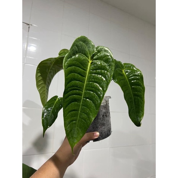 Anthurium vetchii (king)