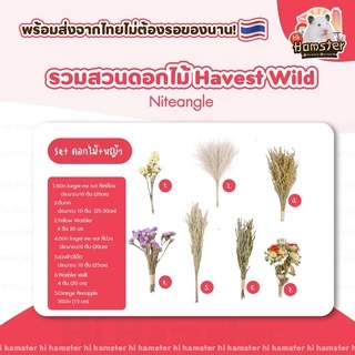 [Hi Hamster] พร้อมส่ง‼️ Harvest Wind Flexseed ธัญพืช มิลเล็ต รองกรง หญ้า Niteangle แอสเพน สัตว์เลี้ยง แฮมสเตอร์