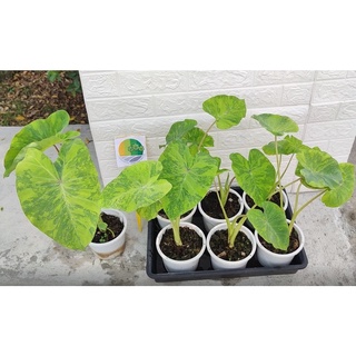 บอน มิโดริซาวร์ ( Colocasia Esculenta Midori Sour )