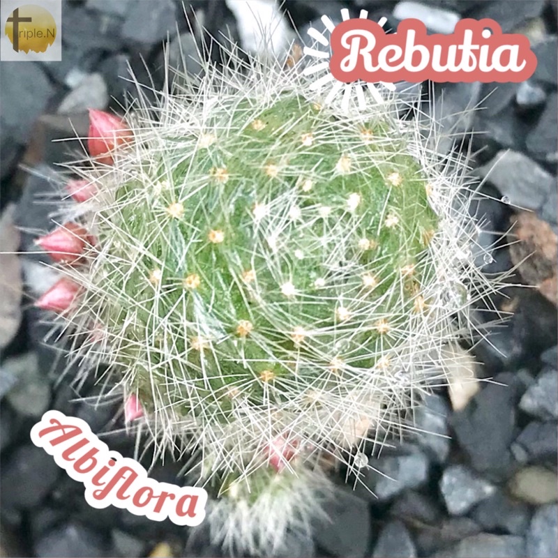 [รีบูเทียดอกทูโทน] Rebutia Albiflora ส่งพร้อมกระถาง แคคตัส Cactus Succulent Haworthia Euphorbia ไม้หายาก พืชอวบน้ำ