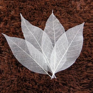 ใบยางพาราฟอกขาว 20/50 ใบ สีธรรมชาติ 2-8 นิ้ว โครงใบไม้ เส้นใยใบไม้ ใบไม้ใบบาง Skeleton Leaves