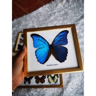 ผีเสื้อสต๊าฟ ผีเสื้อสตาฟ ของตกแต่งบ้าน ของขวัญ ของสะสม Real Butterfly MORPHO DIDIUS Insect Frame Set Taxidermy Display