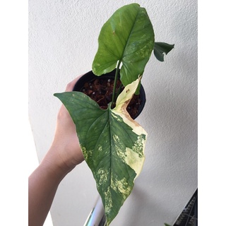 เงินไหลมาด่างเหลือง syngonium yellow variegated