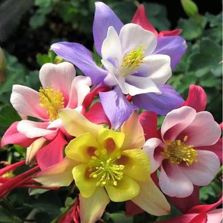 เมล็ดพันธุ์ โคลัมไบน์ aquilegia vulgaris var. stellata columbine barlow 50 เมล็ด เมล็ดพันธุ์นำเข้าจาก อังกฤษ