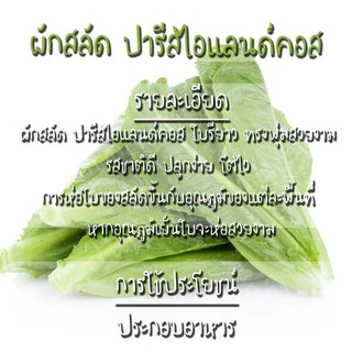 เมล็ดพันธุ์ ผักสลัด ปารีสไอแลนด์คอส 1000 เมล็ด Parris island Cos Lettuce Seed เมล็ดพันธุ์แท้ นำเข้าจากต่างประเทศ โตไว