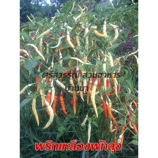 พริกเหลืองพัทลุง/500เมล็ด(3แถม1)เมล็ดพันธุ์พริก