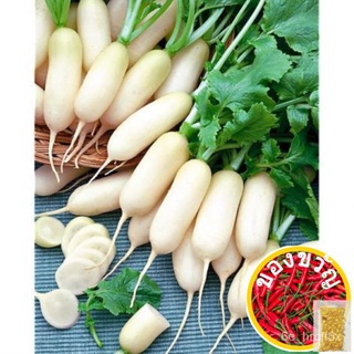 Radish Leda 200-300 Seeds (Raphanus Sativus L.) Heirloomเมล็ดเชีย เมล็ดกุหลาบ เมล็ดดอกไม้ เมล็ดดอกดาวเรือง เมล็ดต้นอ่อ