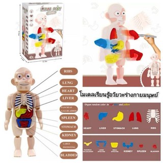 Human Body Model โมเดลเรียนรู้อวัยวะร่างกายมนุษย์