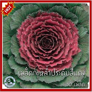 10 เมล็ด กะหล่ำประดับโอซาก้าสีแดง Red Osaka Ornamental Cabbage กะหล่ำประดับ เมล็ดกะหล่ำ ปูเล่ เมล็ดกะหล่ำประดับ คะน้า