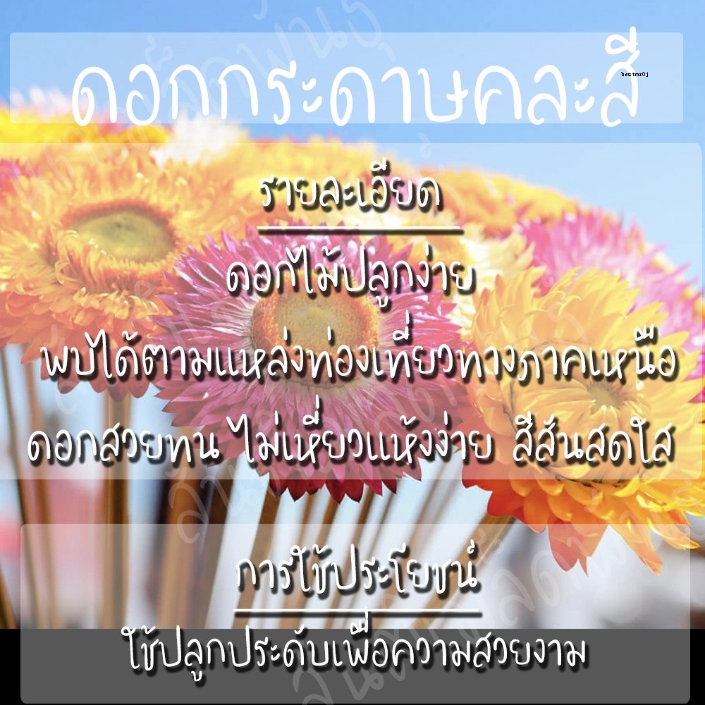 My Image 74