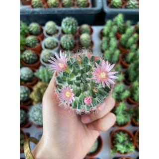 แมมขนแมว (Mammillaria Bocasana) Cactus น่ารัก ดอกสวยมากกกกก (ไซส์เริ่มให้ดอก-ลูกใหญ่) ส่งต้นพร้อมกระถาง