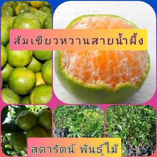 ต้นส้มเขียวหวานสายน้ำผึ้ง(รับประกันสินค้าชำรุดเครมฟรี)