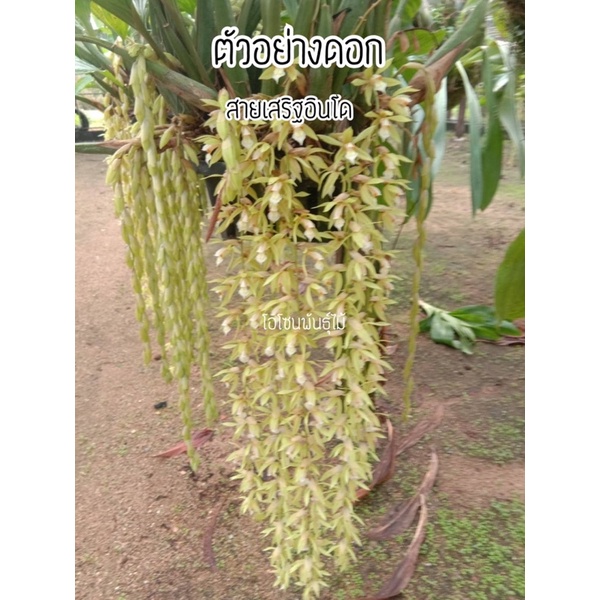เอื้องสายเสริฐ​ อินโด กระถาง8นิ้ว ลำเยอะ​ กอใหญ่สวย​ ออกดอกฤดูนี้