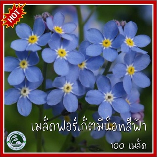 100 เมล็ด ฟอร์เก็ตมีน็อตสีฟ้า Blue Forget me not เมล็ดอย่าลืมฉัน เมล็ดฟอร์เก็ตมีน็อตสีฟ้า เมล็ดพันธุ์ฟอร์เก็ตมีน็อต