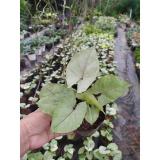 ต้นออมเงิน ไม้ตระกูล Syngonium